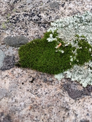 Grimmiaceae