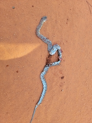 Pantherophis guttatus