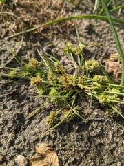 Cyperus squarrosus