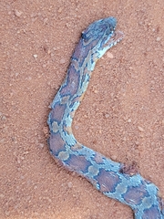 Pantherophis guttatus