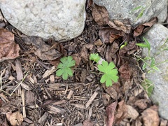 Geranium molle
