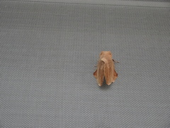 Lebeda nobilis