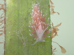Cuthona divae