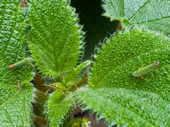 Sibovia