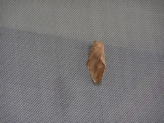 Lebeda nobilis