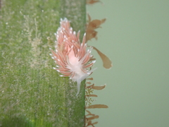 Cuthona divae