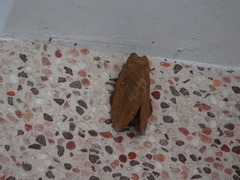 Lebeda nobilis