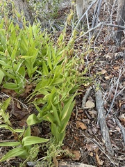 Epipactis gigantea