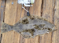 Paralichthys californicus