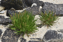 Plantago maritima