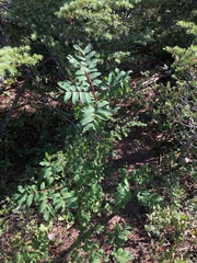 Sorbus sitchensis