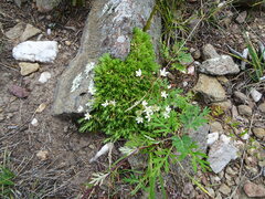 Saxifraga bronchialis
