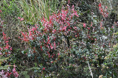 Cavendishia bracteata