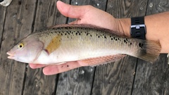 Halichoeres semicinctus