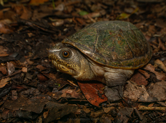 Claudius angustatus