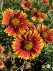 Apis mellifera