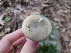 Lactarius chrysorrheus