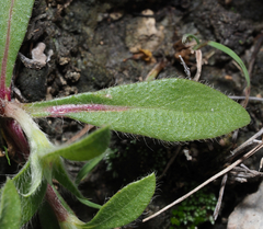 Gomphrena globosa