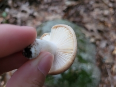 Lactarius chrysorrheus