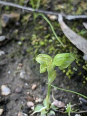 Pterostylis cycnocephala