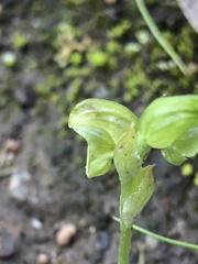 Pterostylis cycnocephala