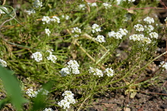 Lobularia maritima