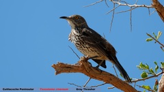 Toxostoma cinereum