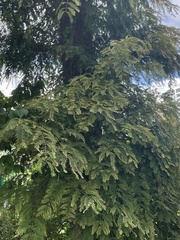 Metasequoia glyptostroboides