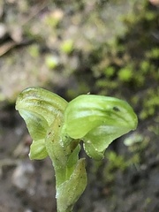 Pterostylis cycnocephala