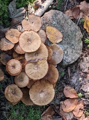 Desarmillaria tabescens