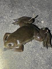 Xenopus laevis