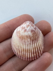 Cardiidae