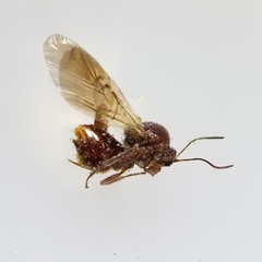 Andricus quercuscalifornicus