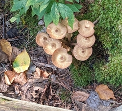 Desarmillaria tabescens