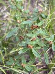 Crocanthemum bicknellii