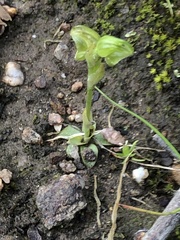 Pterostylis cycnocephala