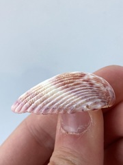 Cardiidae