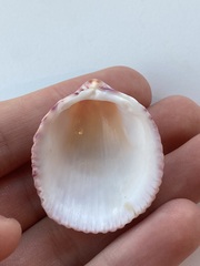 Cardiidae
