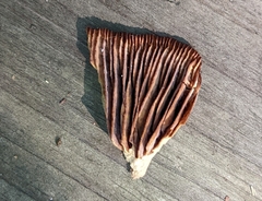 Desarmillaria tabescens