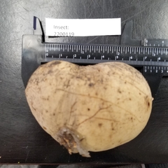 Andricus quercuscalifornicus