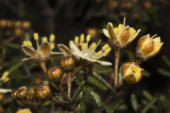 Phebalium tuberculosum