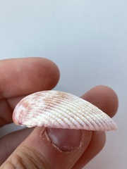 Cardiidae