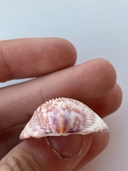 Cardiidae