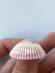Cardiidae