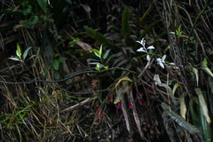 Tillandsia complanata