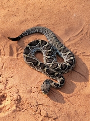 Crotalus adamanteus