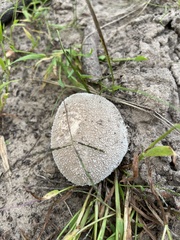 Lycoperdon marginatum