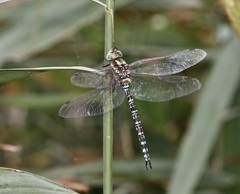 Aeshna verticalis