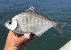 Hyperprosopon argenteum