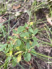 Crocanthemum bicknellii